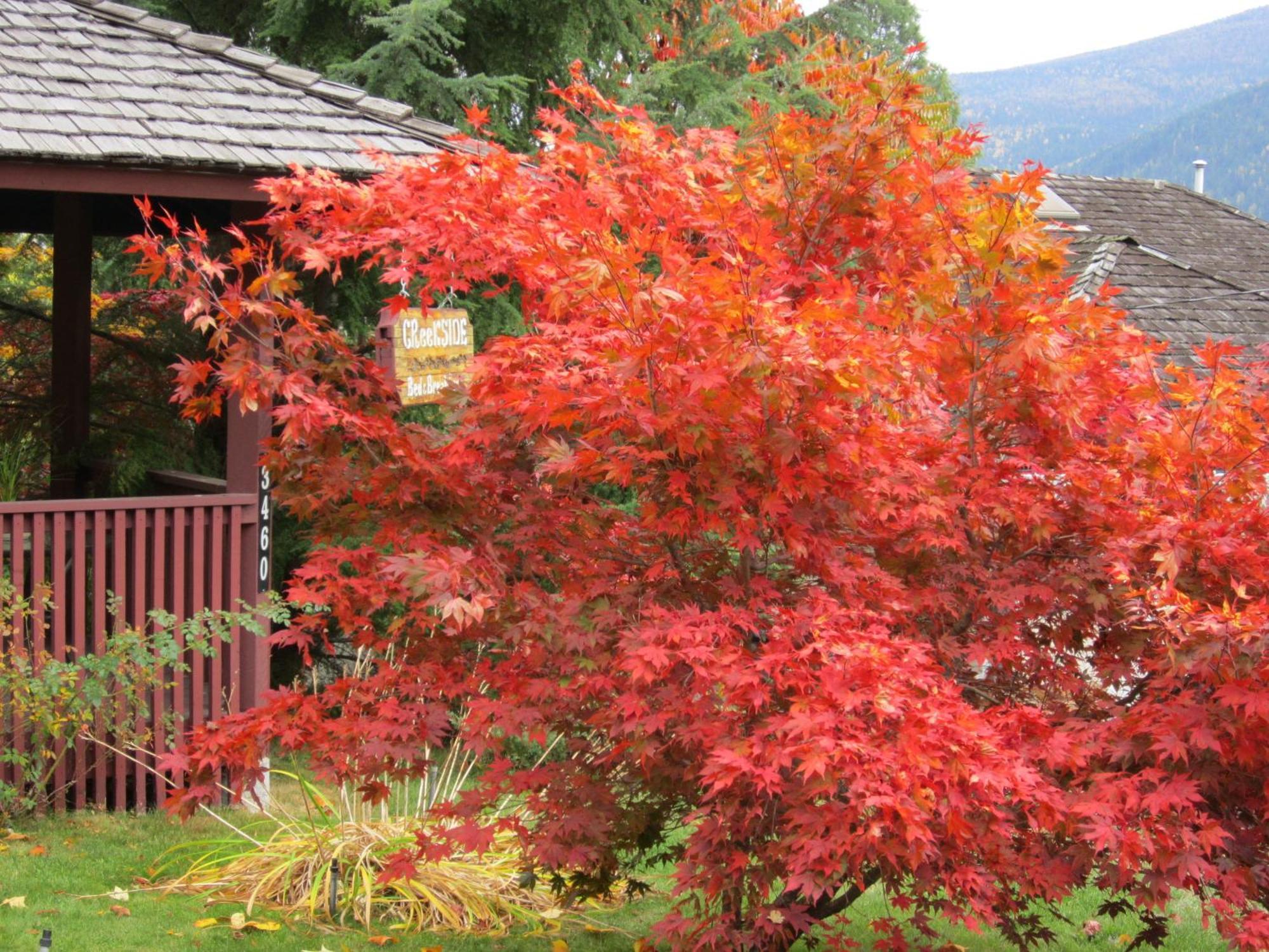 Creekside B&B Nelson Exterior foto